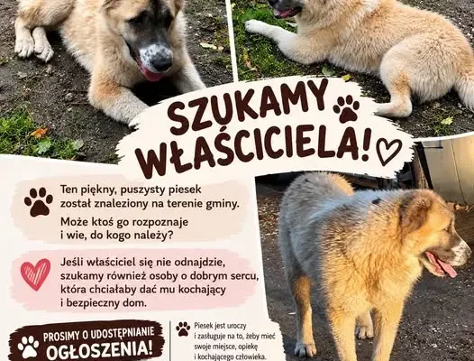 Znalazł się puszysty piesek w gminie Radomin – szukamy właściciela lub nowego domu